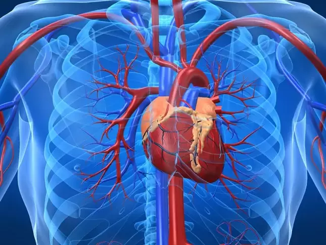 Senaman yang meningkatkan potensi adalah kontraindikasi untuk penyakit jantung